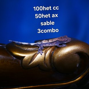 100% Het Chocho Sable