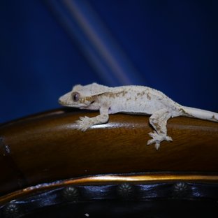 Normal White Spot Drippy