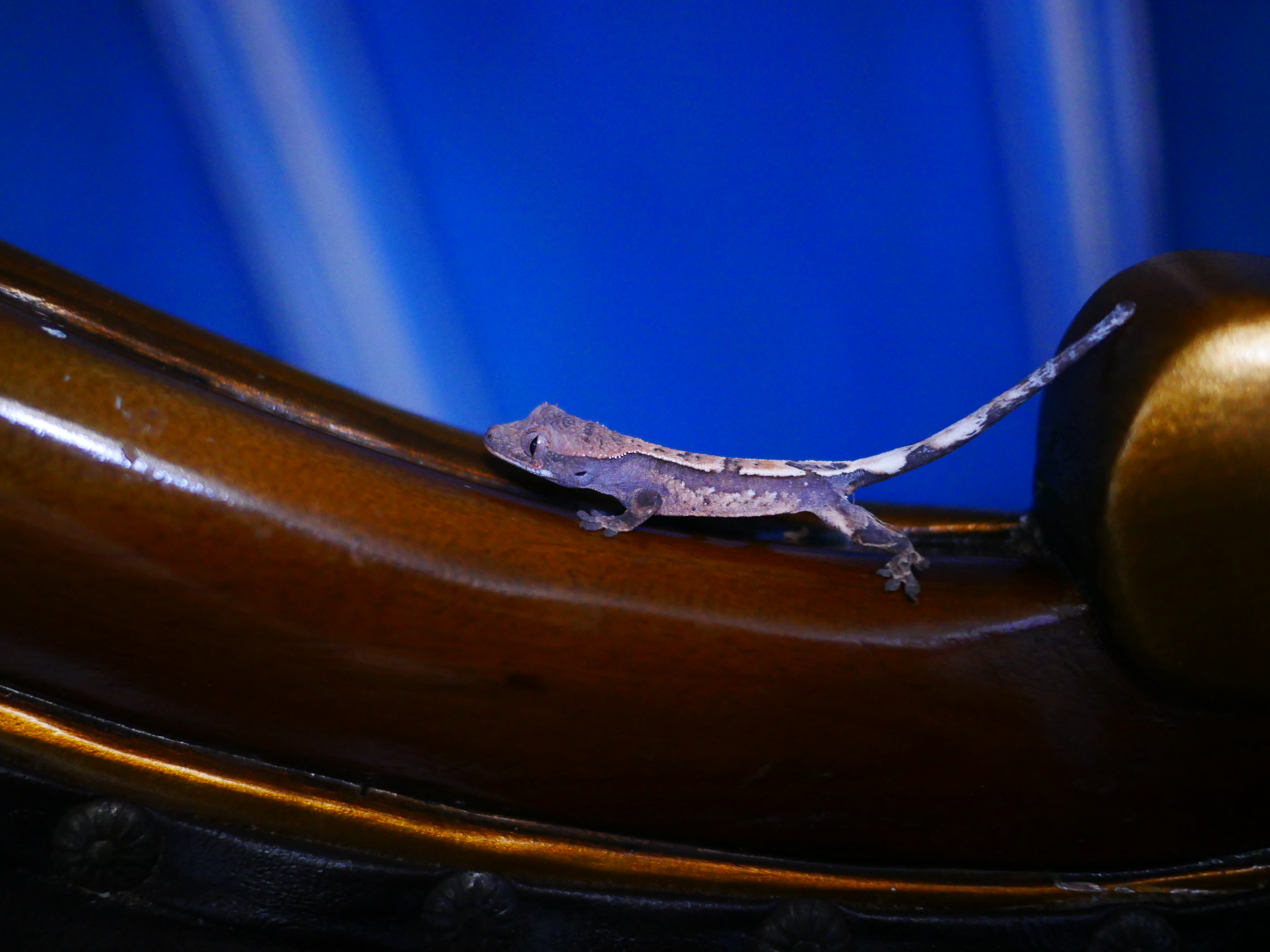 100% Het Chocho Sable