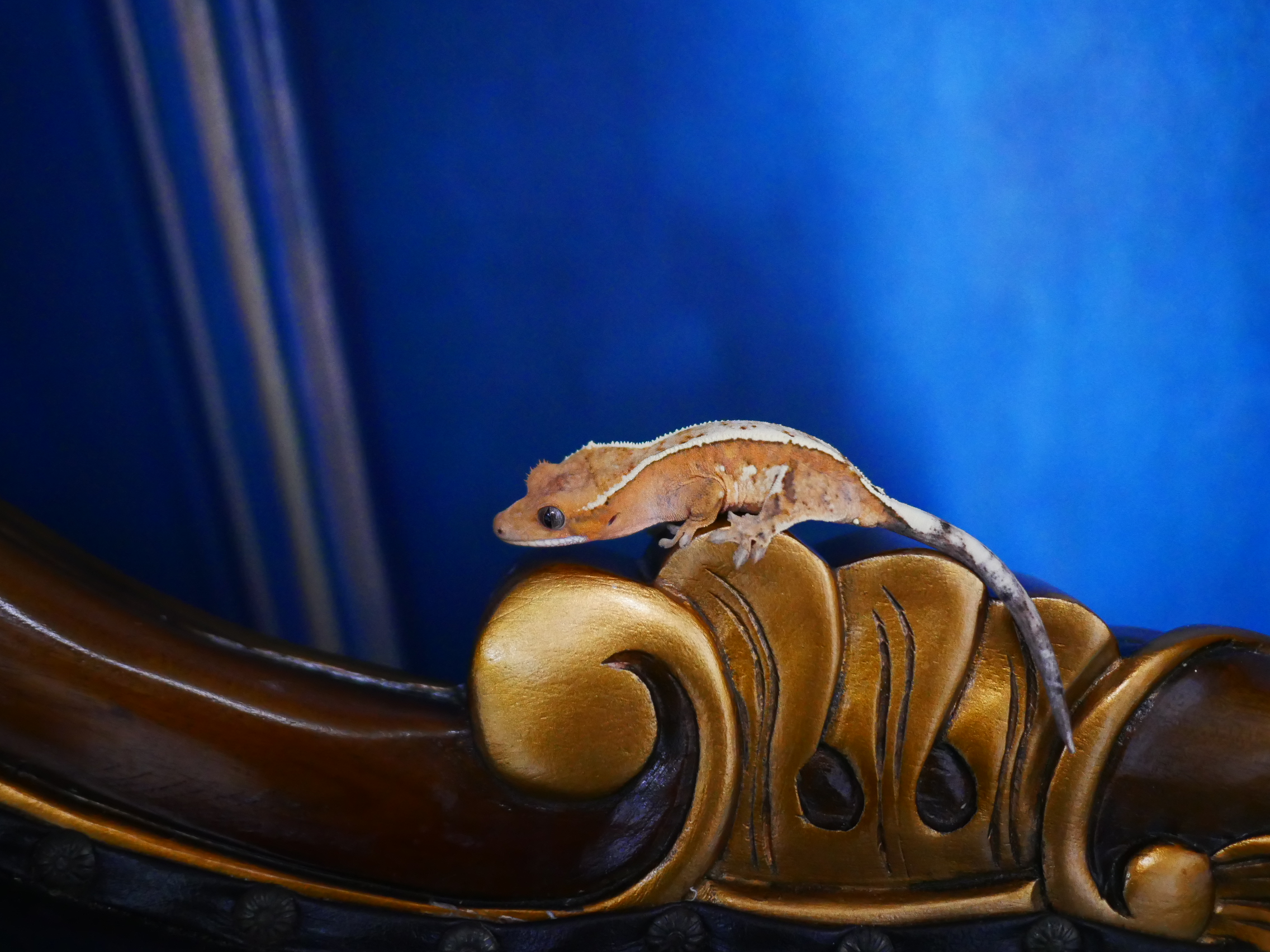 Barb Sable Creamsicle