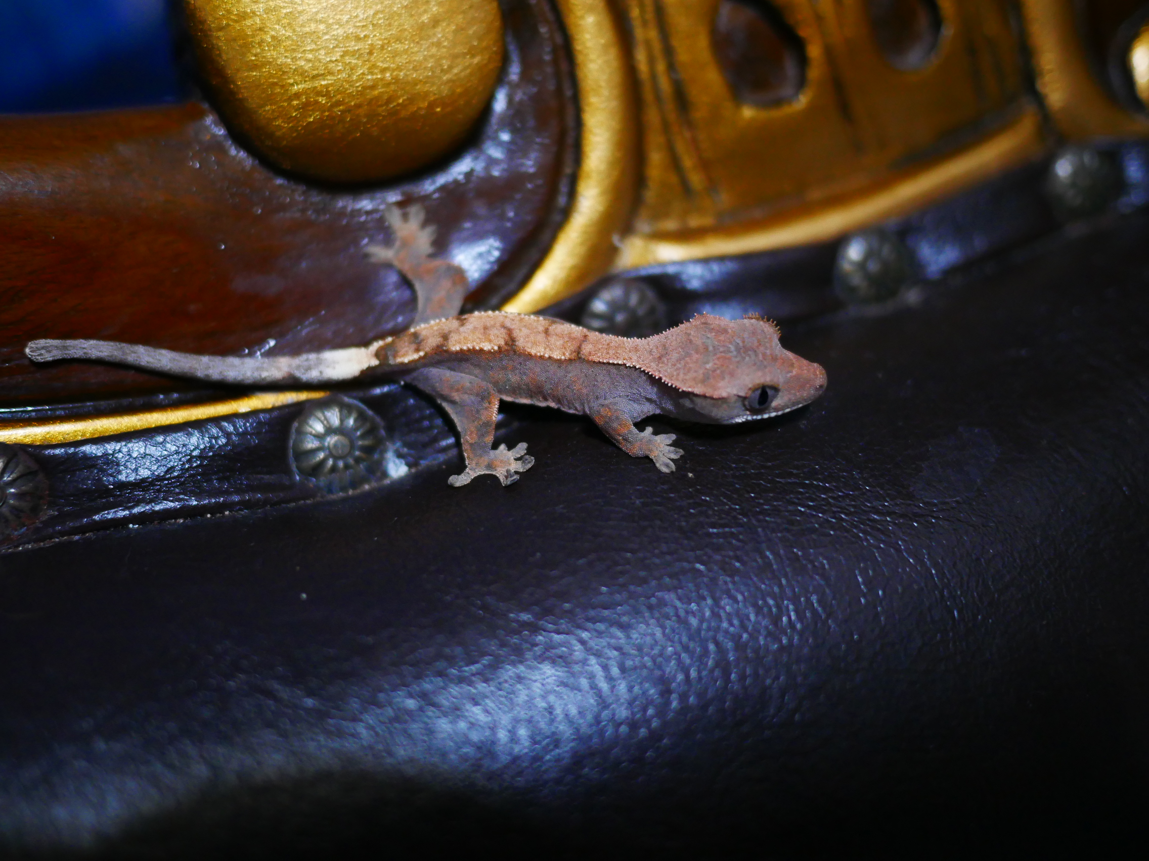 Sable 100% Het Axanthic