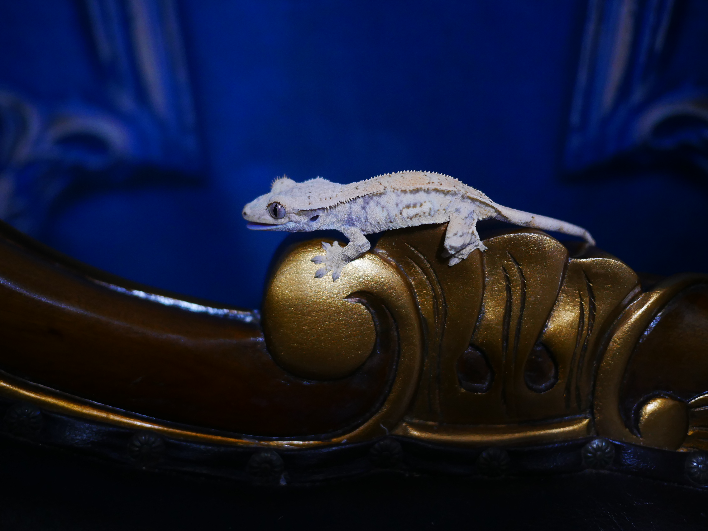 Tri Drippy White Spot Quad