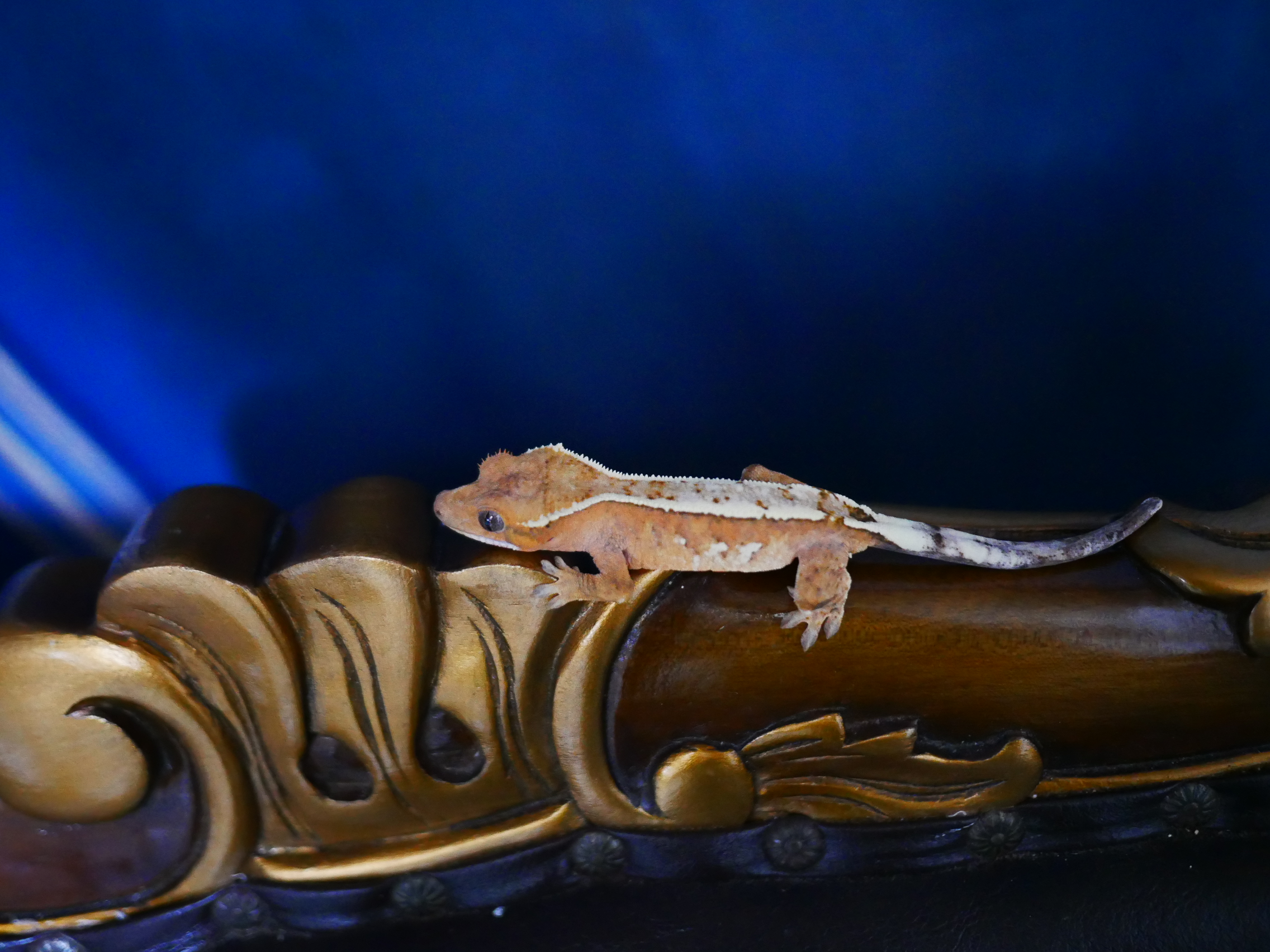 Barb Sable Creamsicle