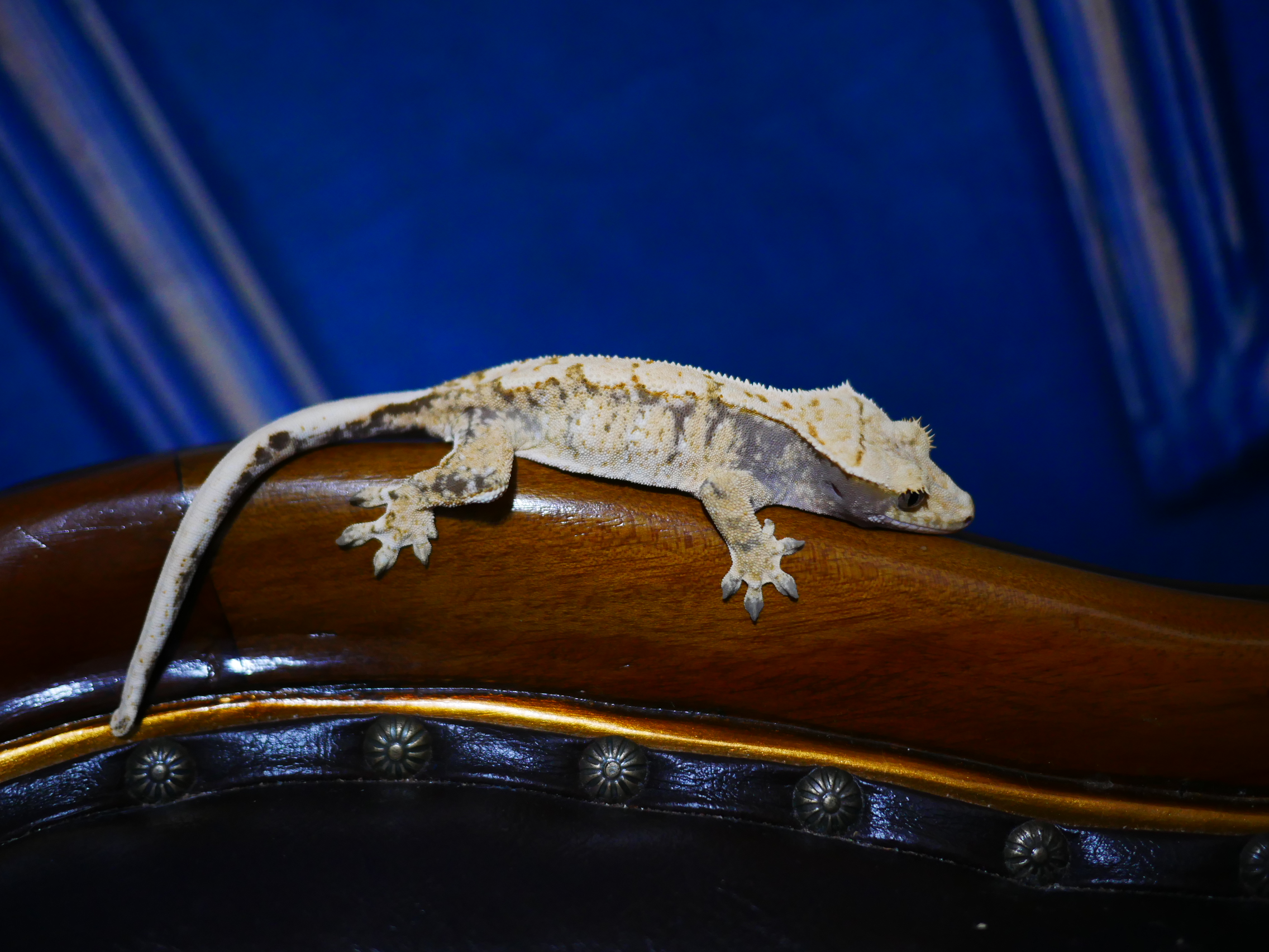 Normal Tri White Spot Drippy Extreme Harlequin