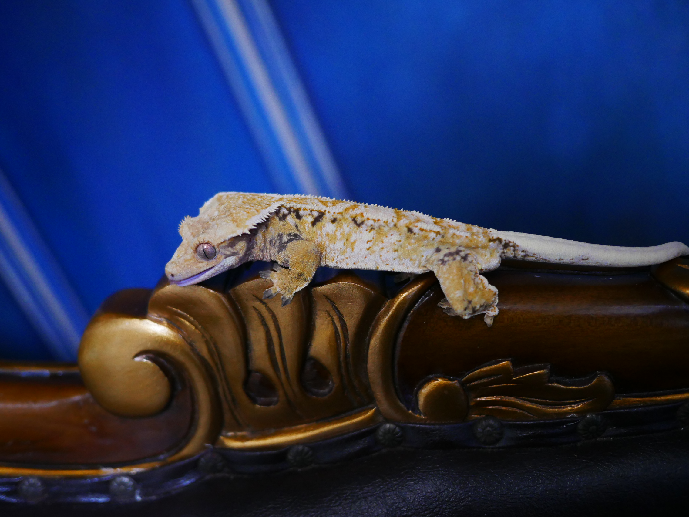 Normal Tri Extreme Harlequin Drippy Tangerine