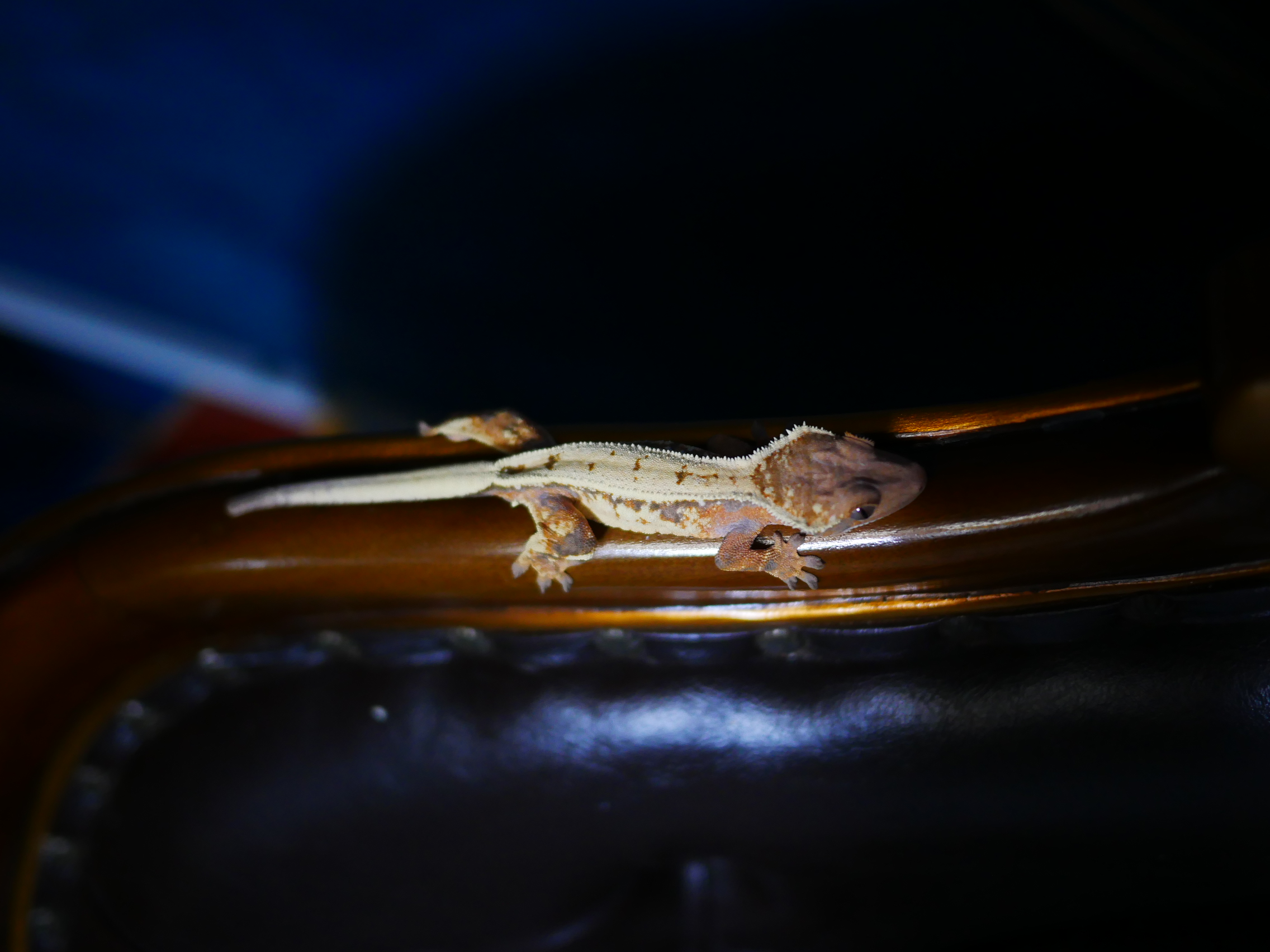 Sable Tangerine Drippy