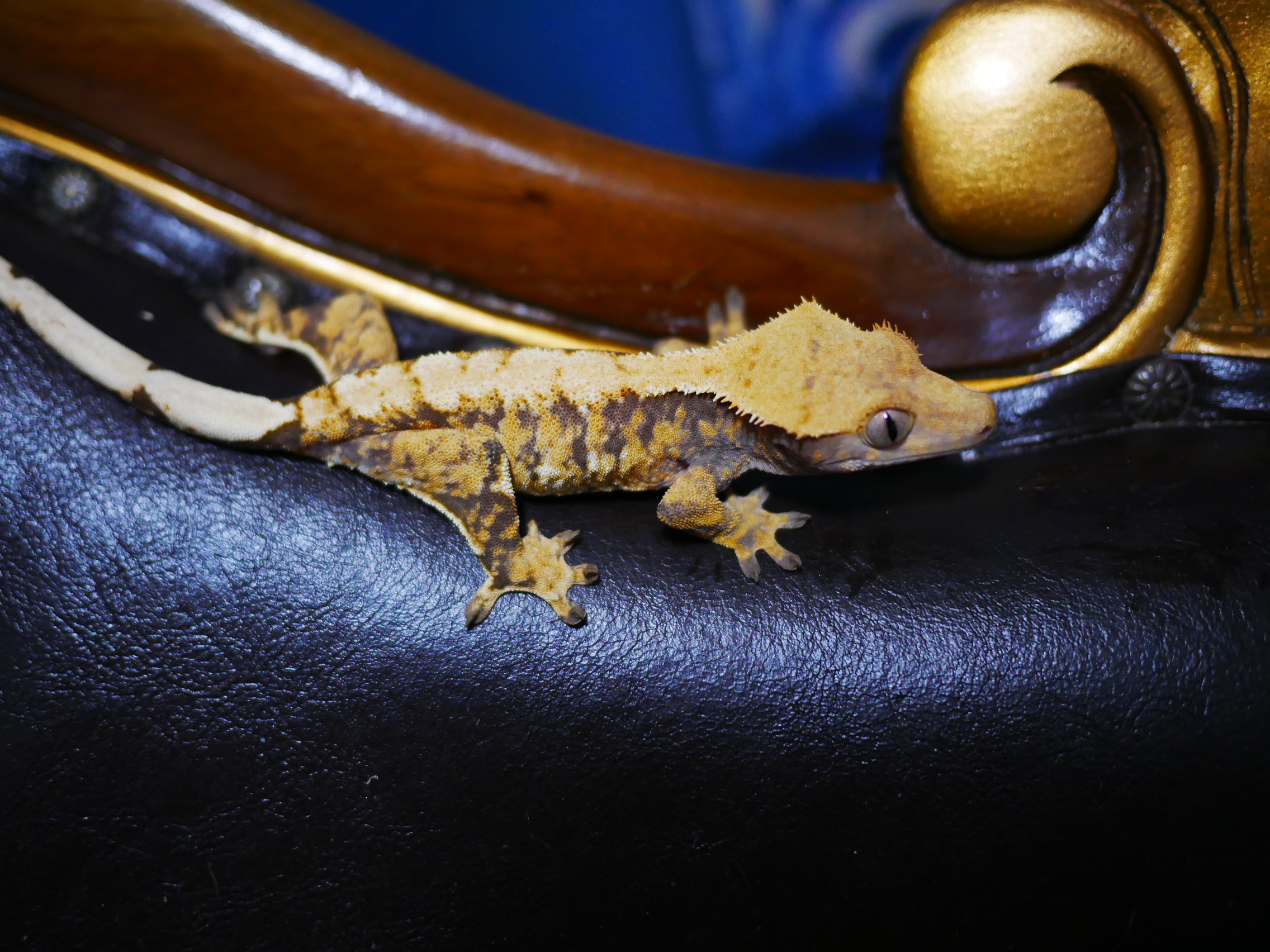 Tri Extreme Harlequin Normal