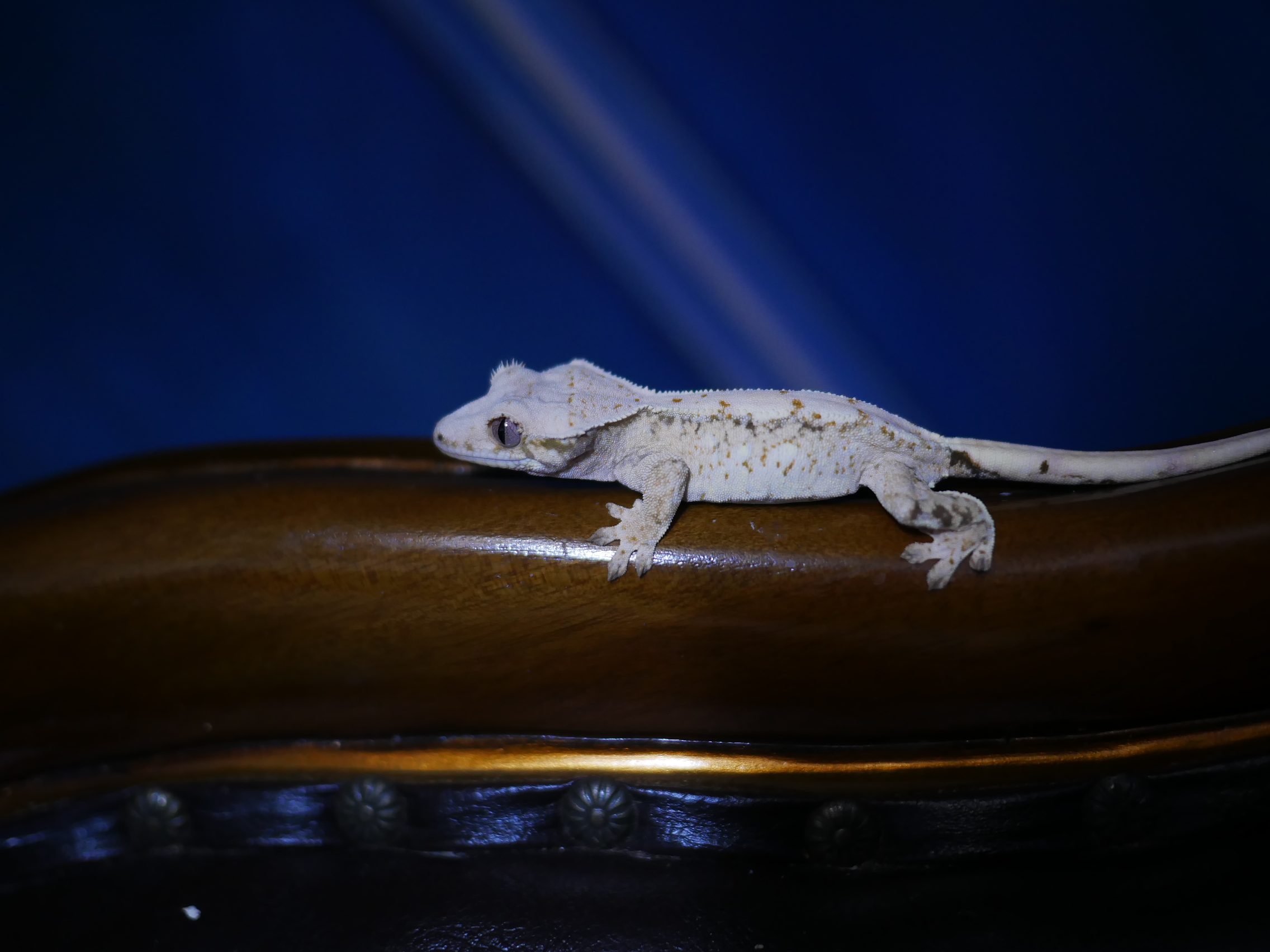 Normal White Spot Harlequin Drippy