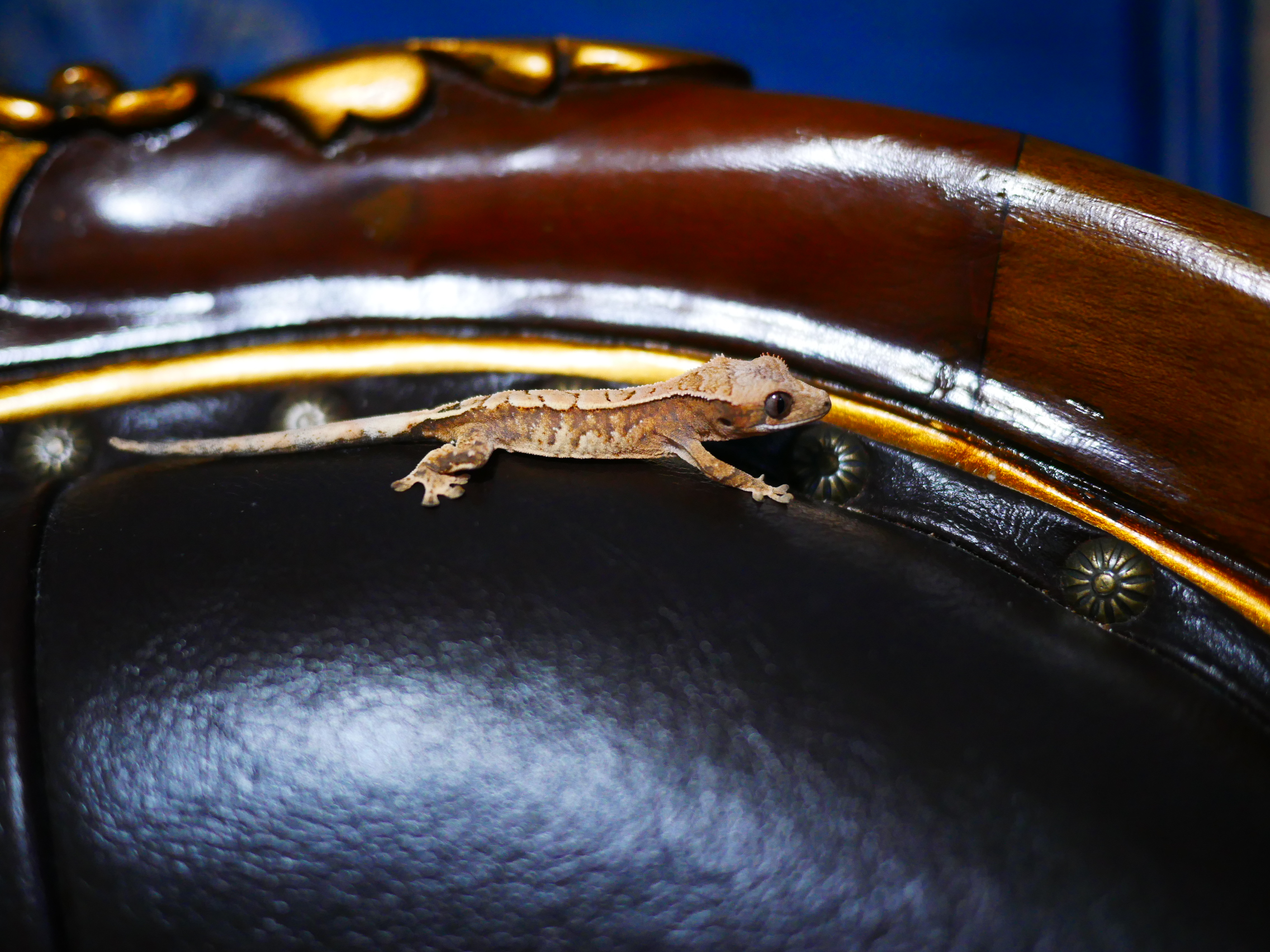 Tangerine Barb Sable