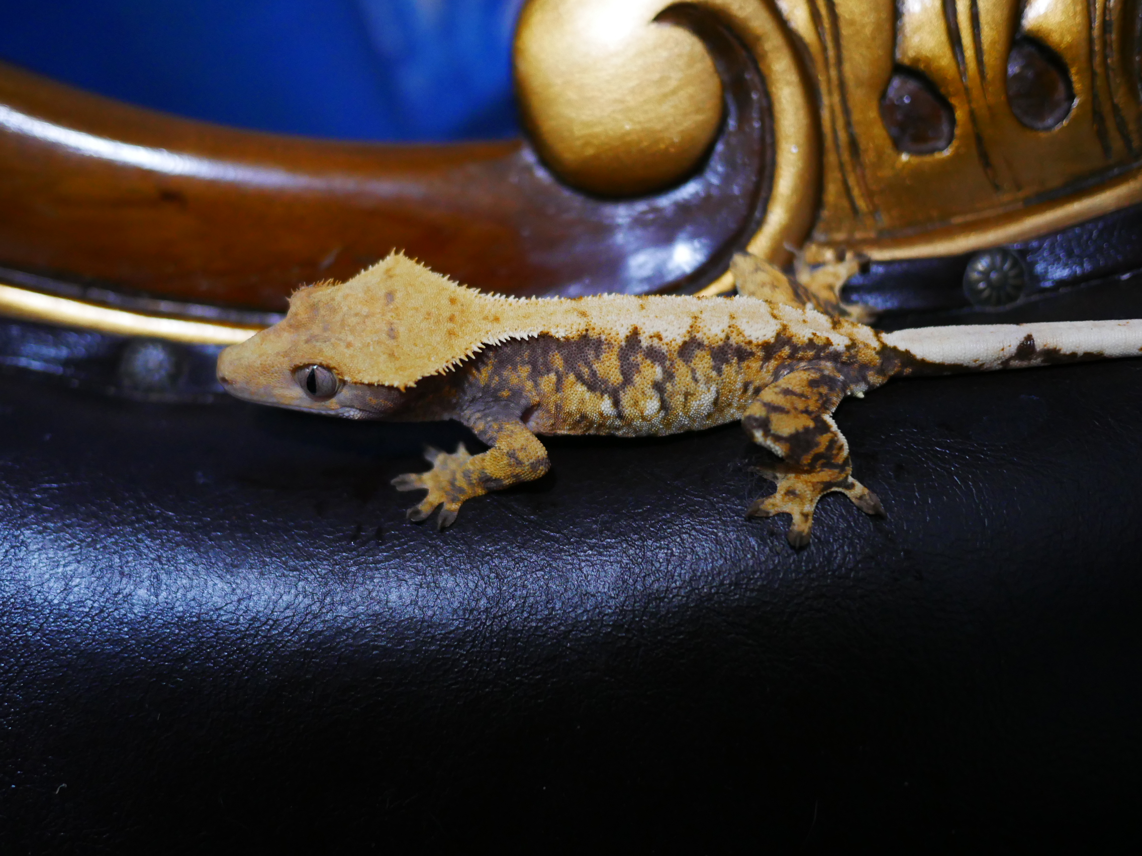 Tri Extreme Harlequin Normal