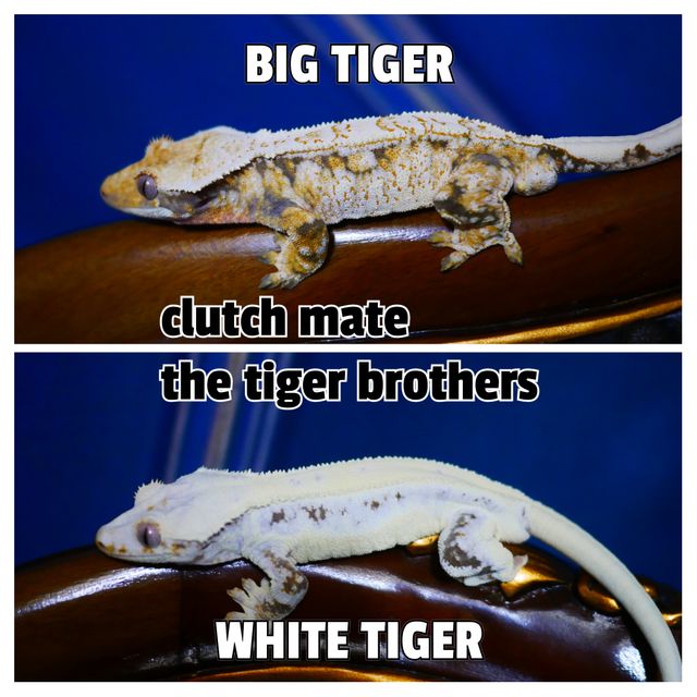 Lilly White Drippy Tri White Spot