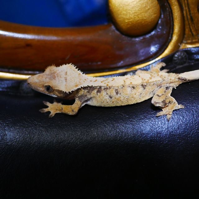 White Spot Tri Extreme Harlequin Normal Drippy