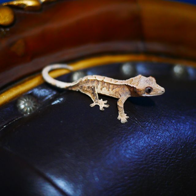 Tangerine Barb Sable