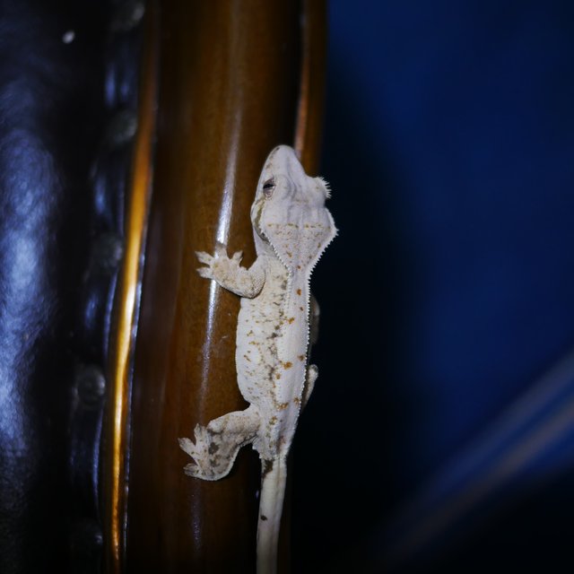 Normal White Spot Harlequin Drippy