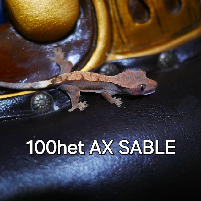 Sable 100% Het Axanthic