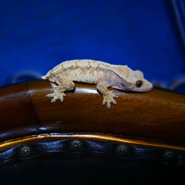 Extreme Harlequin Tri Drippy Normal White Spot