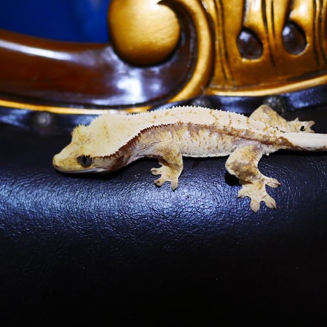 Tri White Spot Drippy Normal Extreme Harlequin