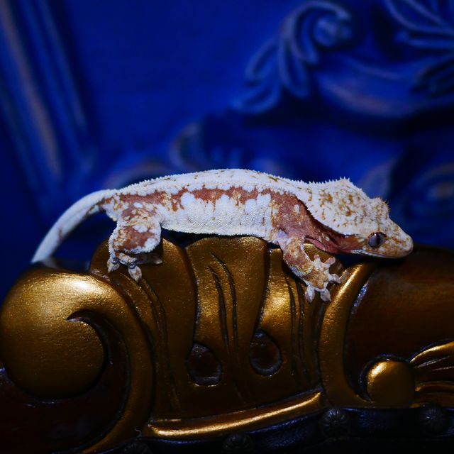 Red Normal Drippy Tri White Spot