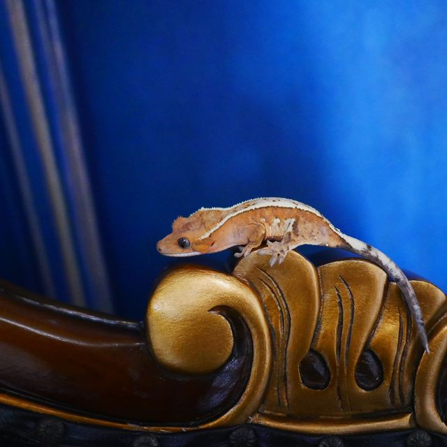 Barb Sable Creamsicle