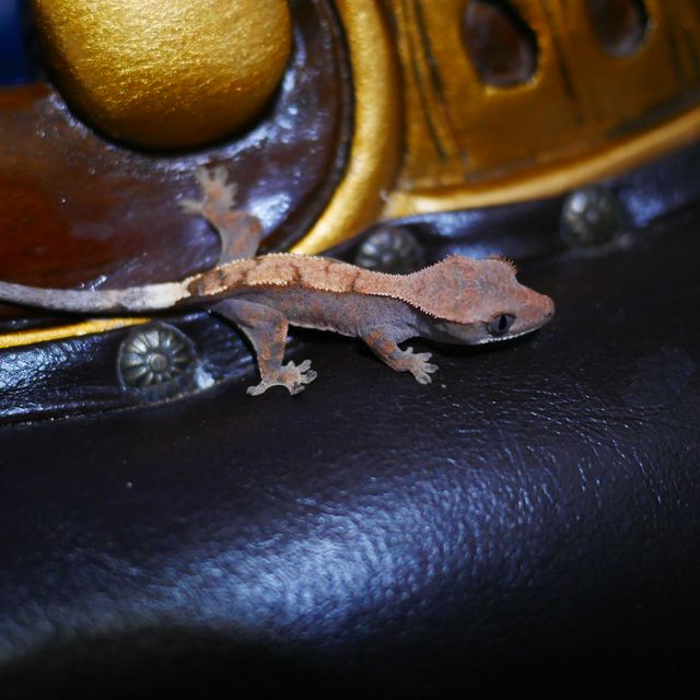 Sable 100% Het Axanthic