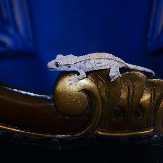 Tri Drippy White Spot Quad