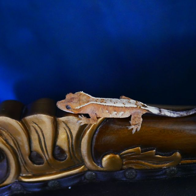 Barb Sable Creamsicle