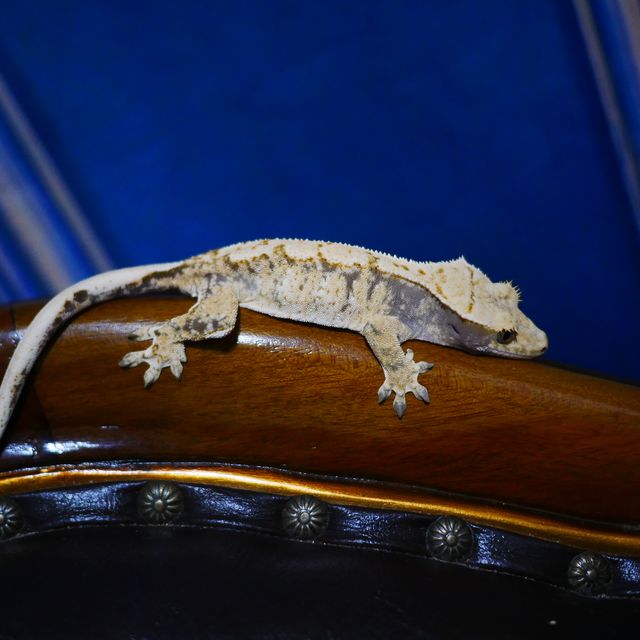 Normal Tri White Spot Drippy Extreme Harlequin