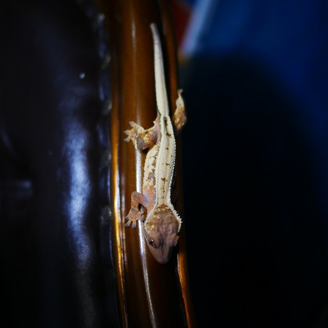 Sable Tangerine Drippy