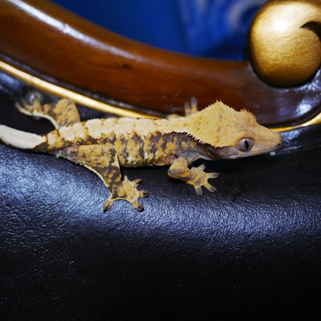 Tri Extreme Harlequin Normal