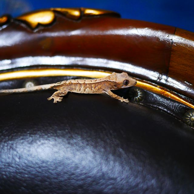 Tangerine Barb Sable