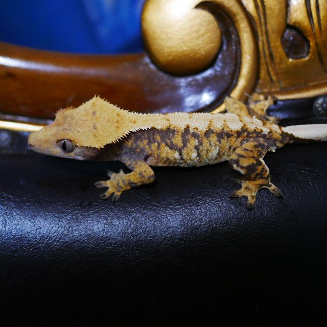 Tri Extreme Harlequin Normal