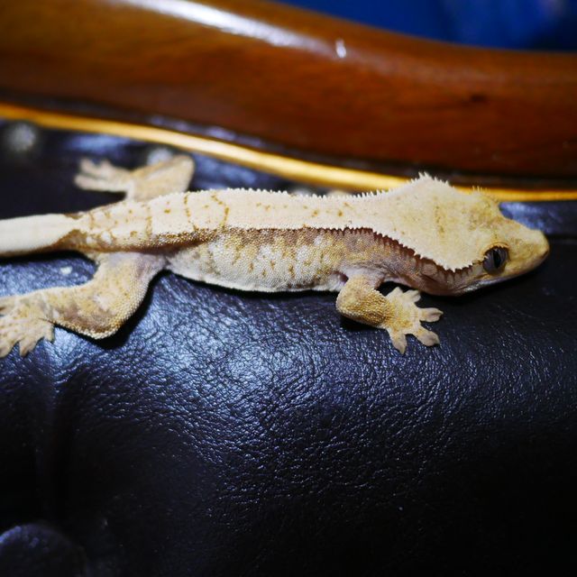 Tri White Spot Drippy Normal Extreme Harlequin