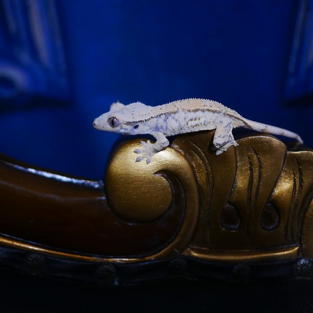 Tri Drippy White Spot Quad