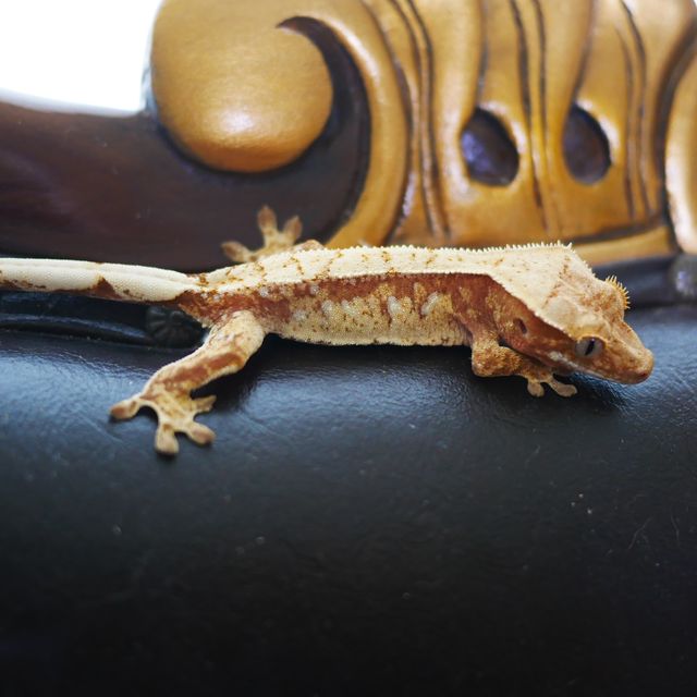 White Spot Normal Drippy