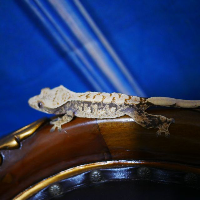 Drippy Tri White Spot Extreme Harlequin Normal