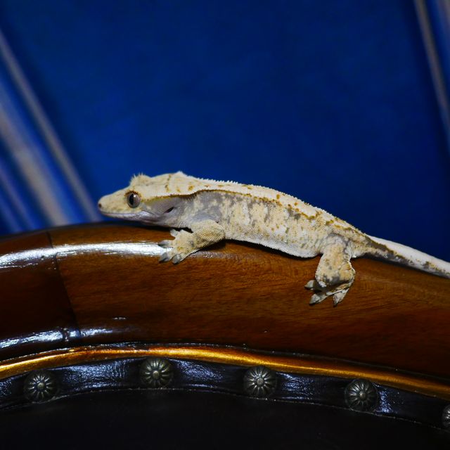 Normal Tri White Spot Drippy Extreme Harlequin