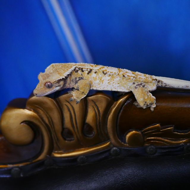 Normal Tri Extreme Harlequin Drippy Tangerine