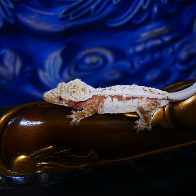 Red Normal Drippy Tri White Spot