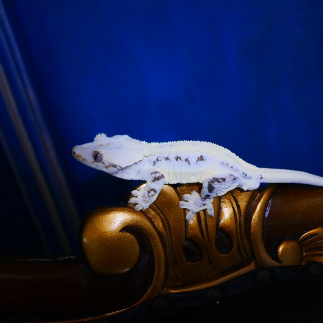 Lilly White Drippy Tri White Spot