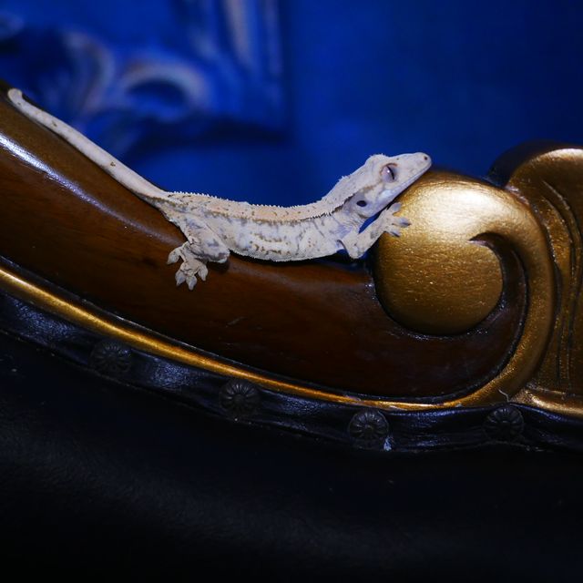 Tri Drippy White Spot Quad