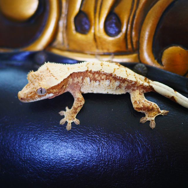 White Spot Normal Drippy