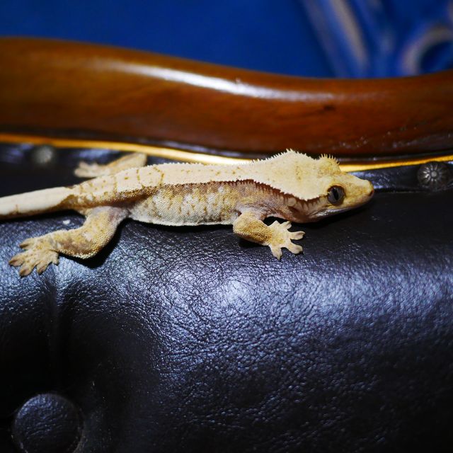 Tri White Spot Drippy Normal Extreme Harlequin