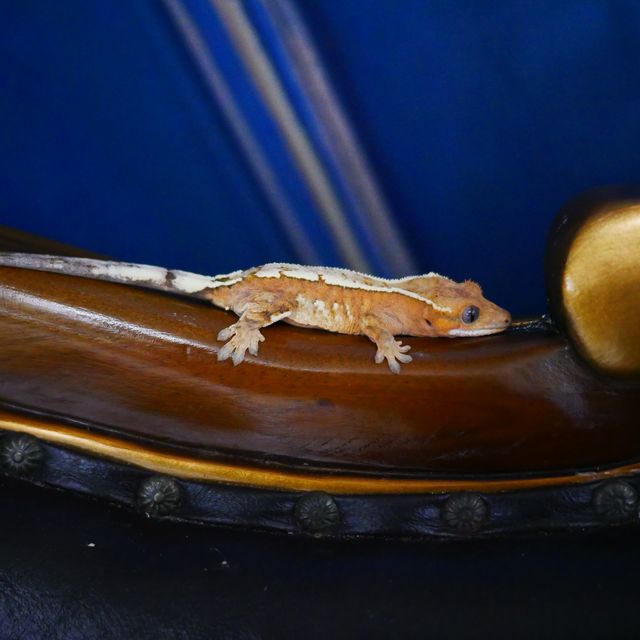 Barb Sable Creamsicle