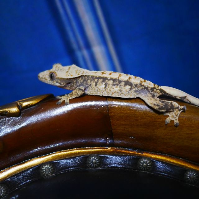 Drippy Tri White Spot Extreme Harlequin Normal