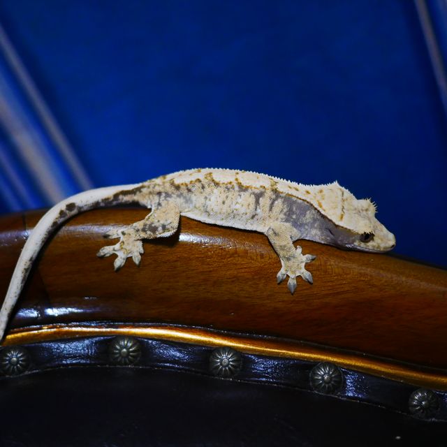 Normal Tri White Spot Drippy Extreme Harlequin