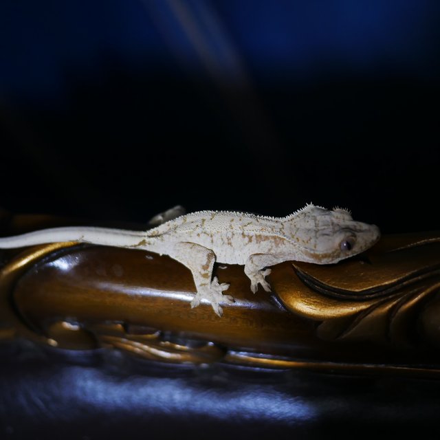 Normal White Spot Drippy