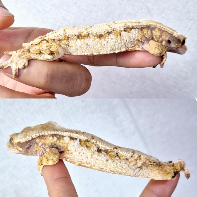 Extreme Harlequin Tri Drippy Normal White Spot