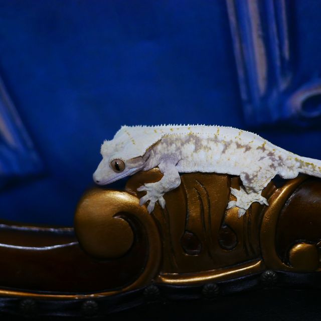 Normal Tri Drippy White Spot