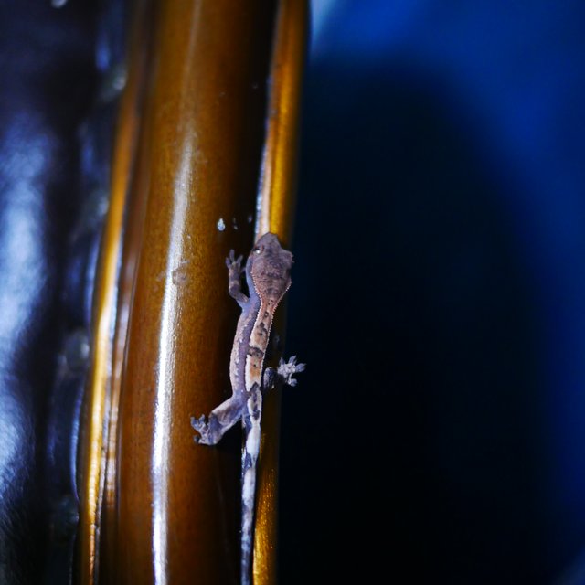 100% Het Chocho Sable