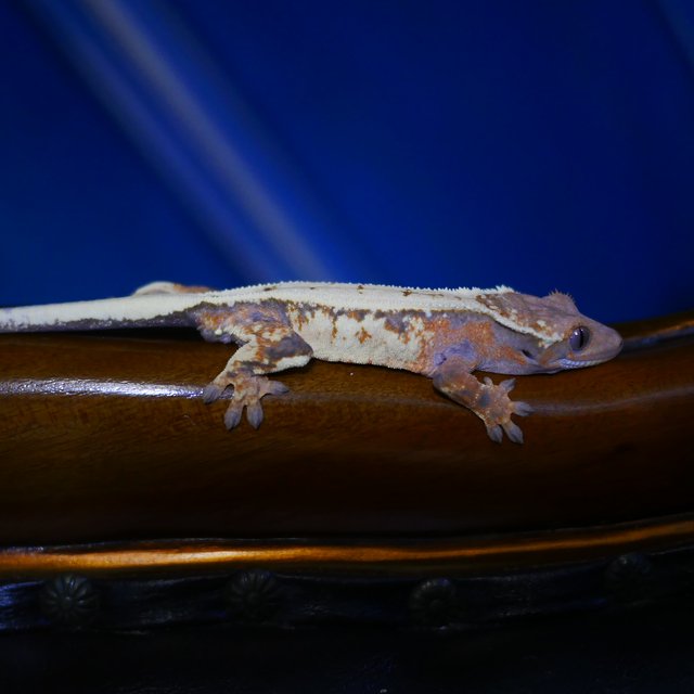 Sable Tangerine Drippy